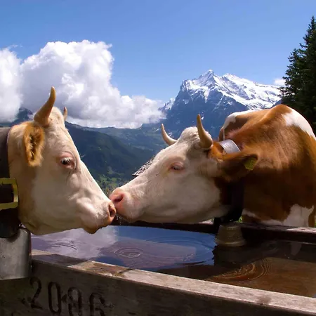 Parkhotel Schoenegg Hotel Grindelwald